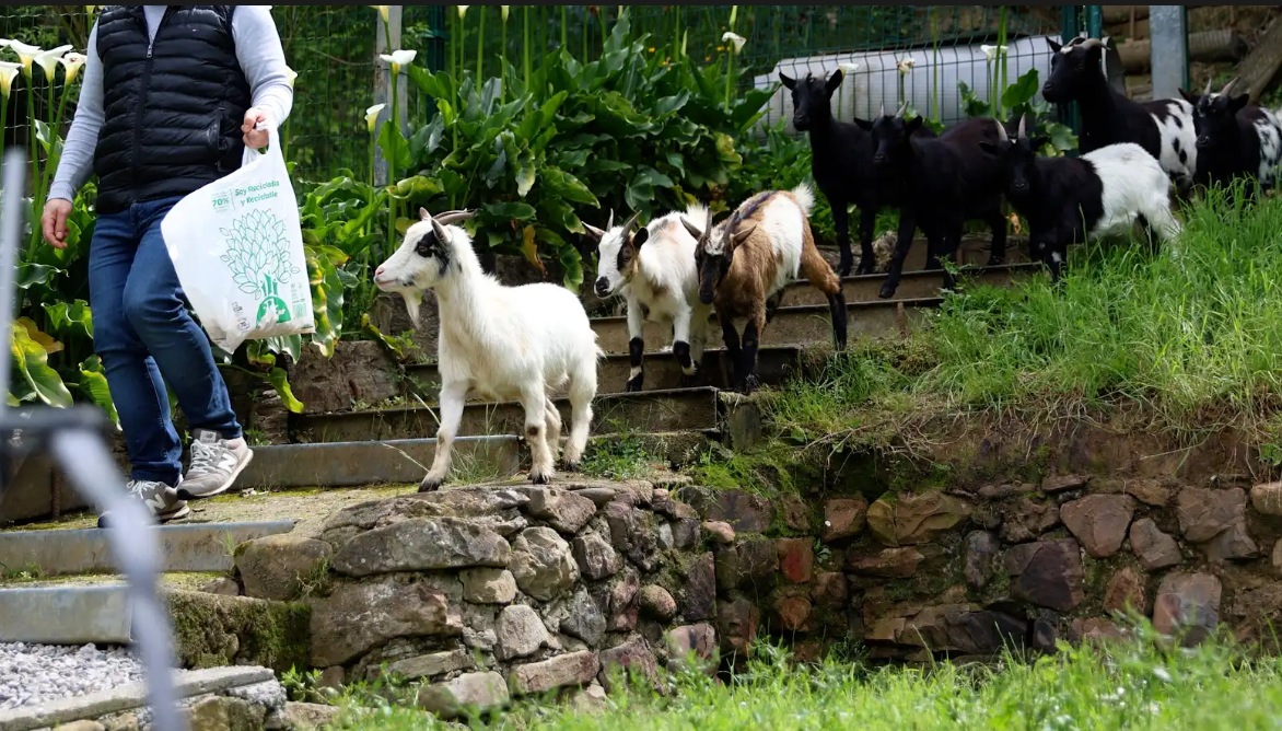 Una persona camina por un sendero mientras un grupo de cabras lo sigue